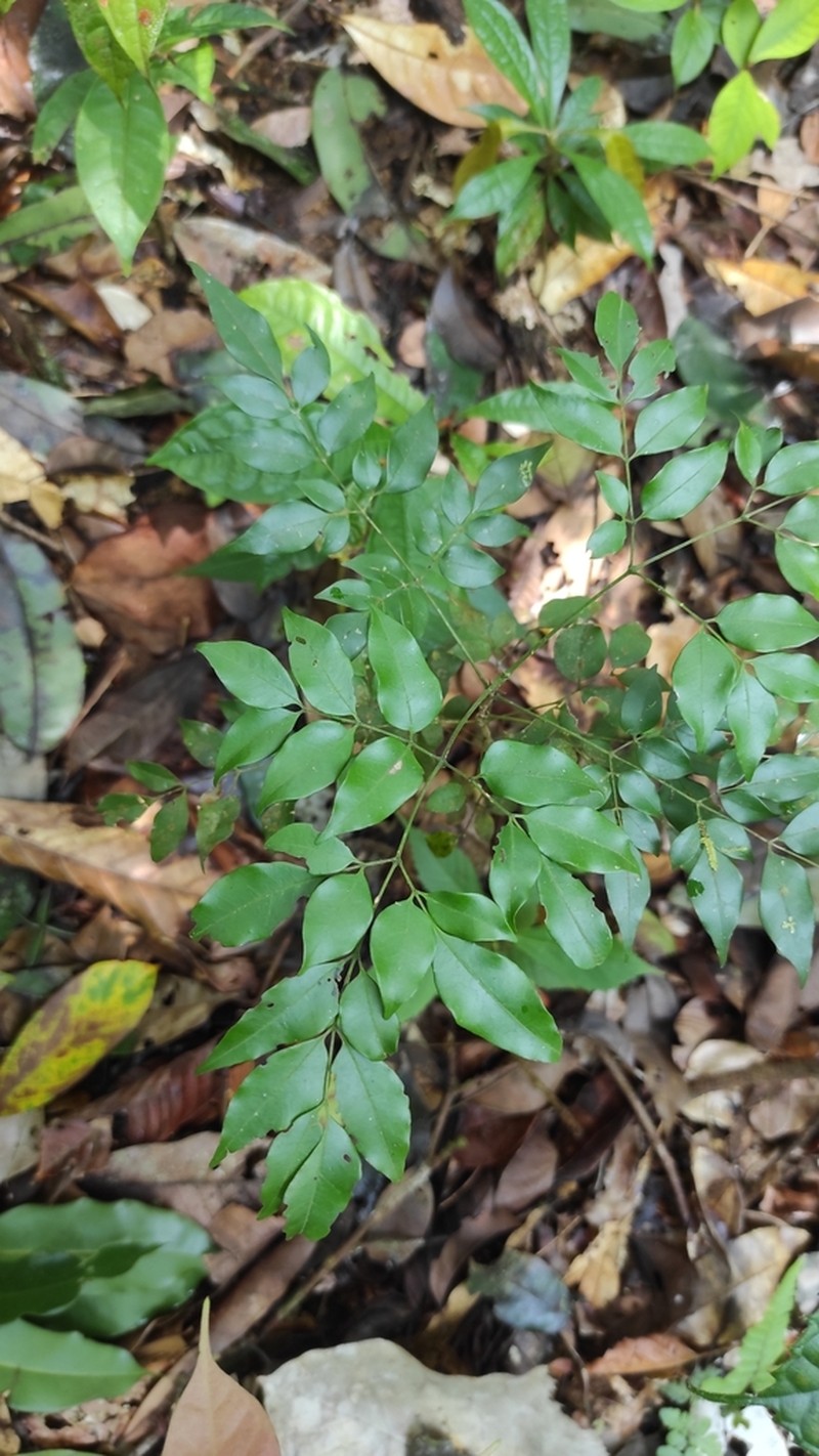 Adenocalymma moringifolium photo 8