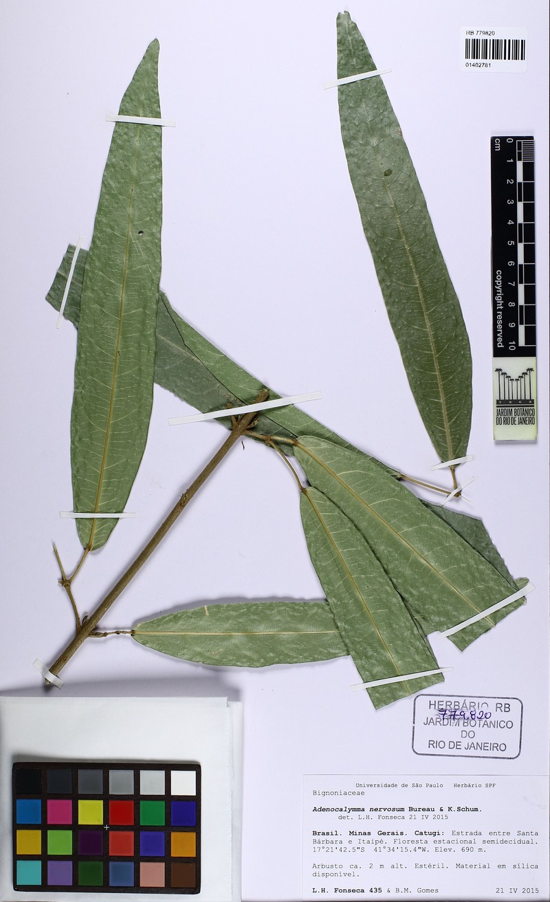 Adenocalymma nervosum