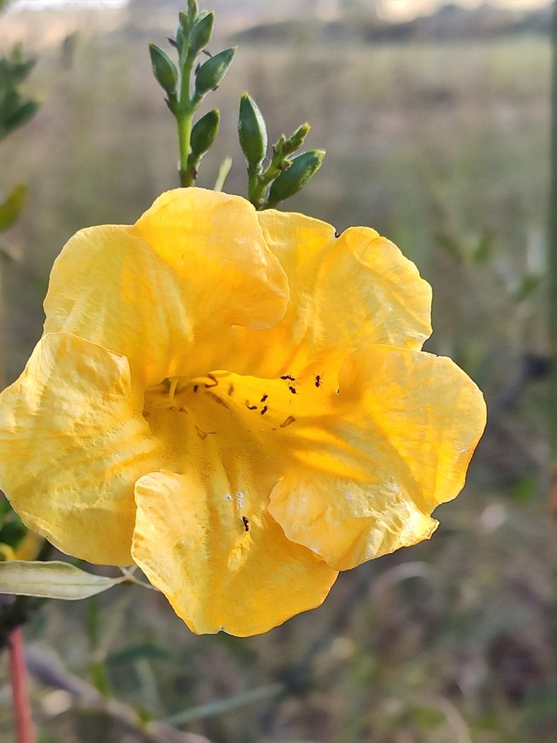 Adenocalymma nodosum