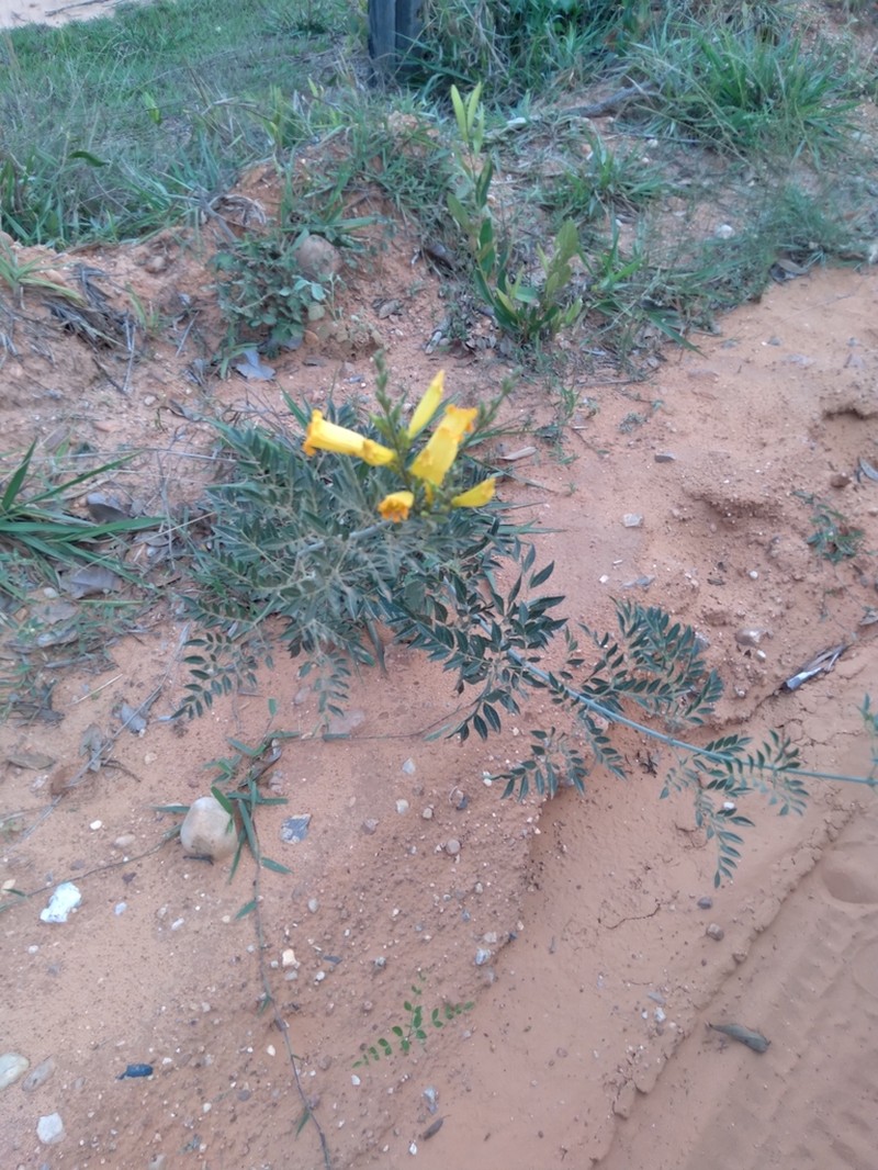 Adenocalymma nodosum photo 3
