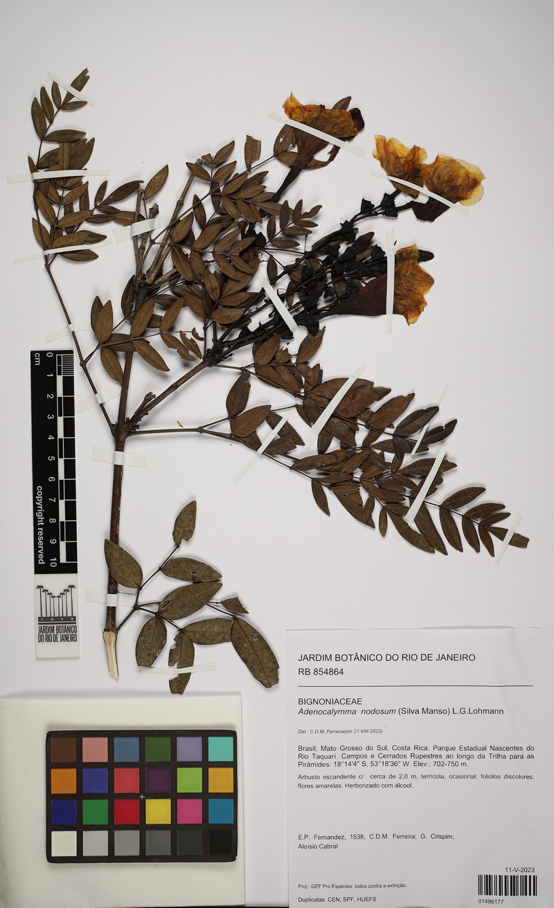 Adenocalymma nodosum photo 7