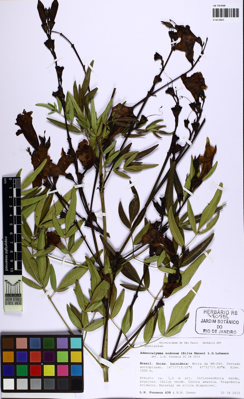 Adenocalymma nodosum photo 8