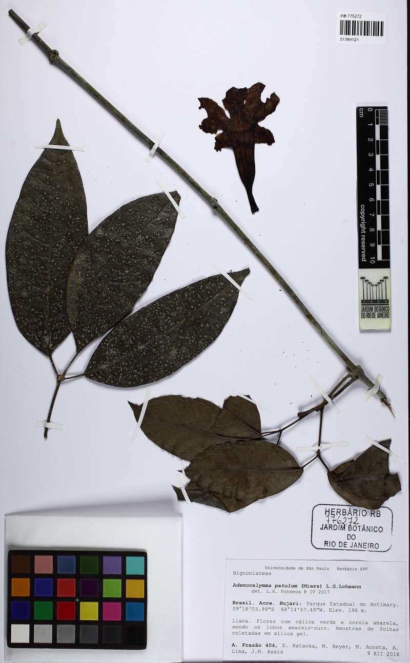Adenocalymma patulum photo 2