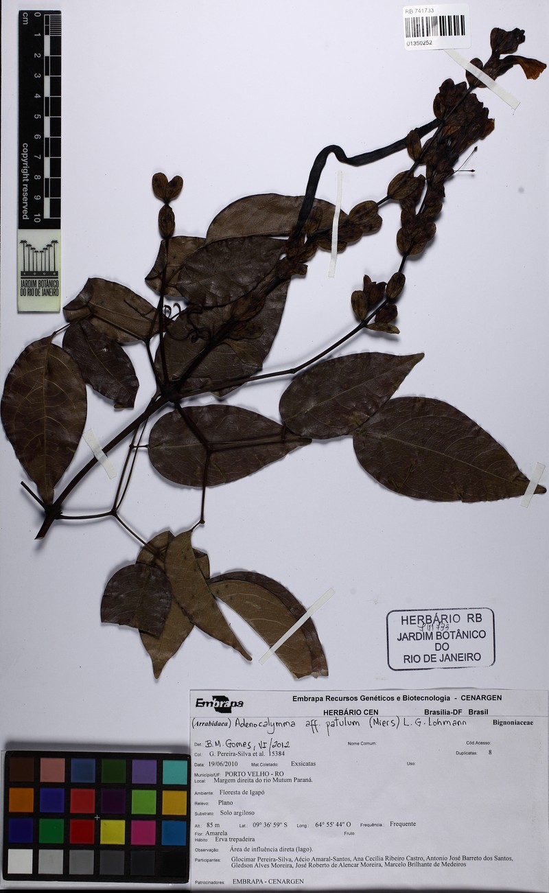 Adenocalymma patulum photo 3