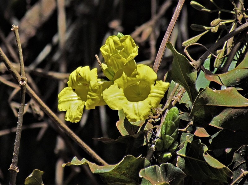 Adenocalymma paulistarum