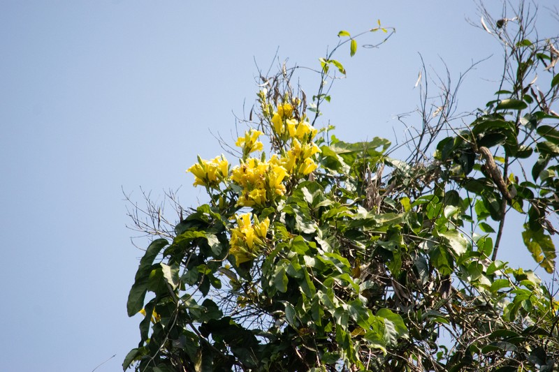 Adenocalymma paulistarum photo 2