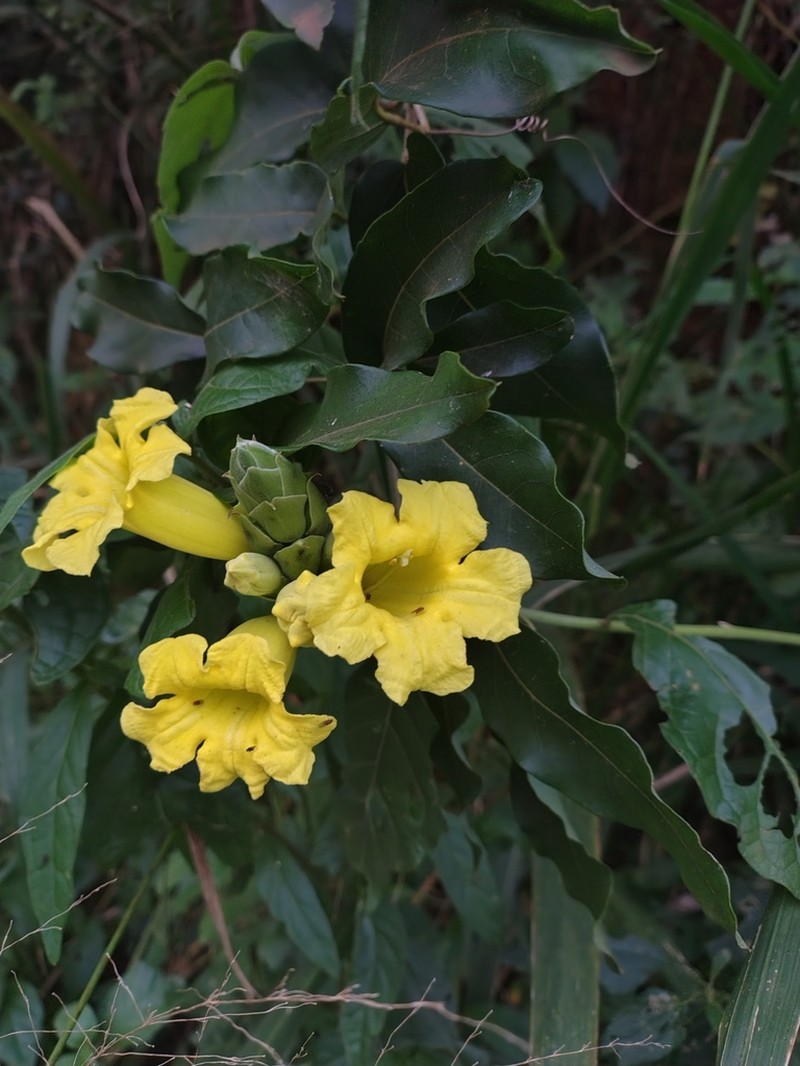 Adenocalymma paulistarum photo 3