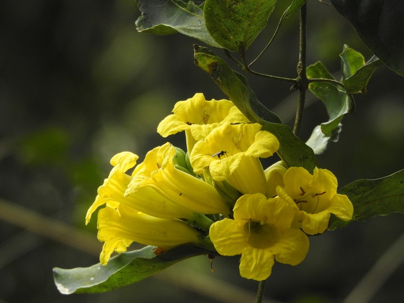 Adenocalymma paulistarum photo 4
