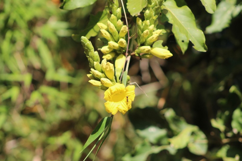 Adenocalymma paulistarum photo 5
