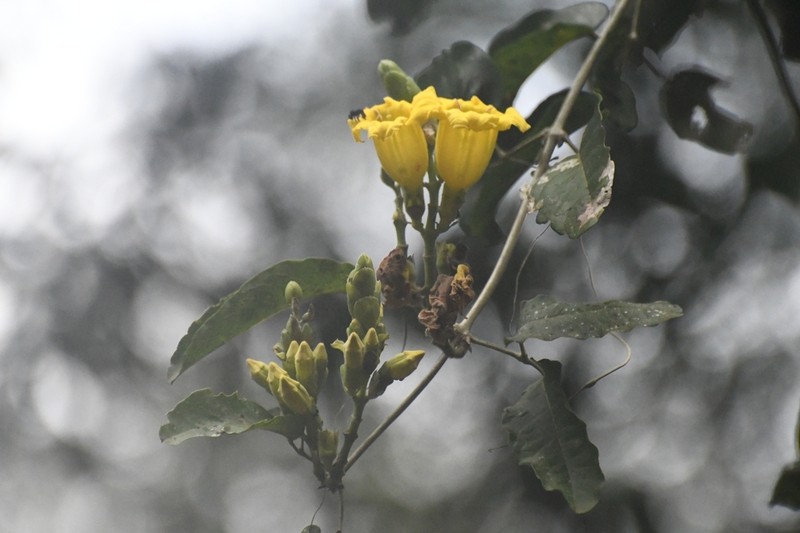 Adenocalymma paulistarum photo 6