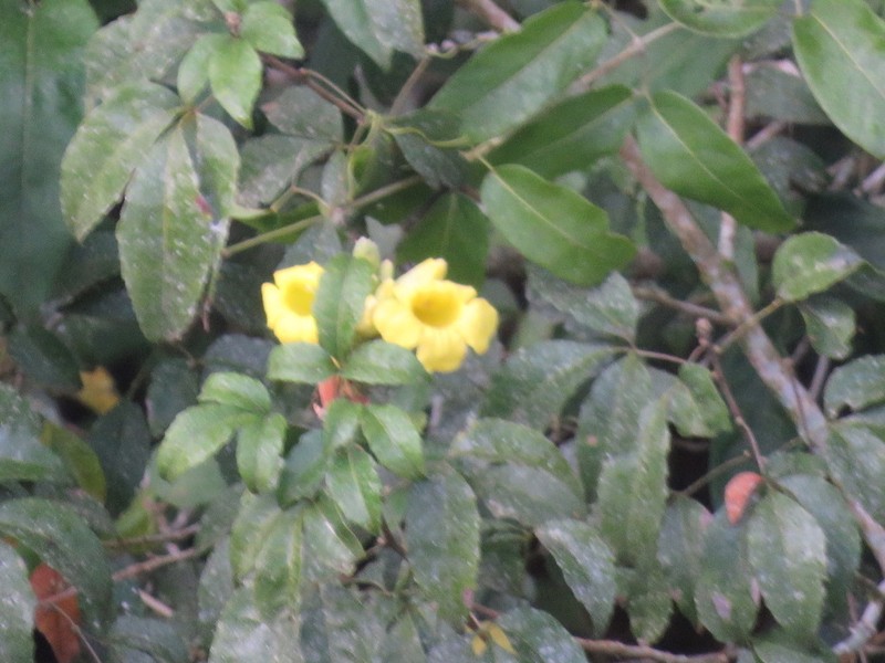 Adenocalymma paulistarum photo 7