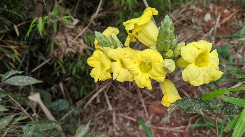 Adenocalymma paulistarum photo 8