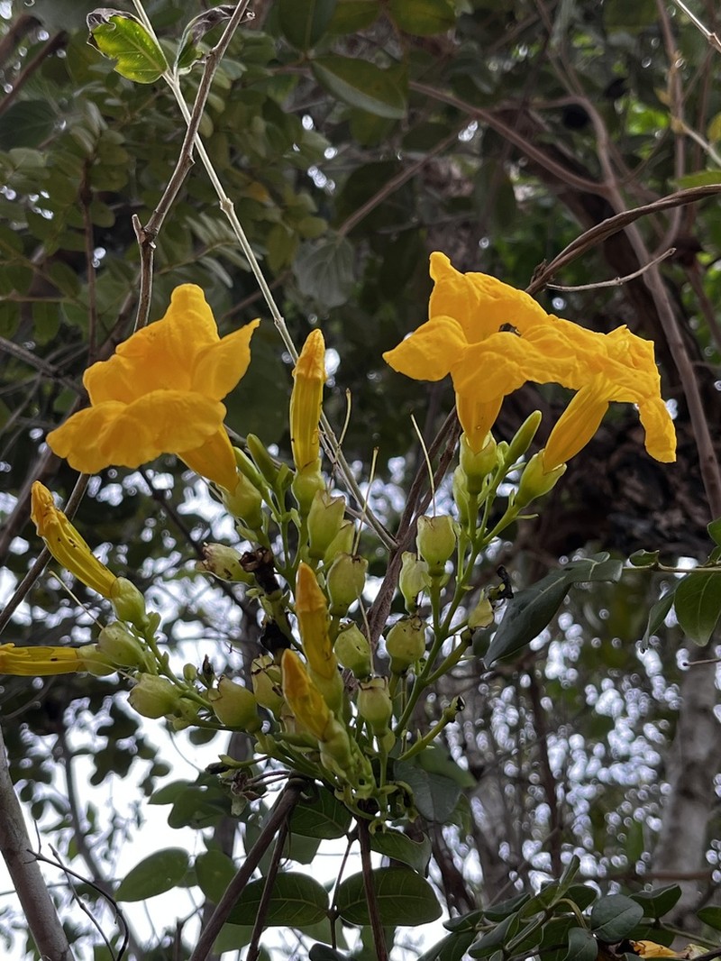 Adenocalymma pedunculatum
