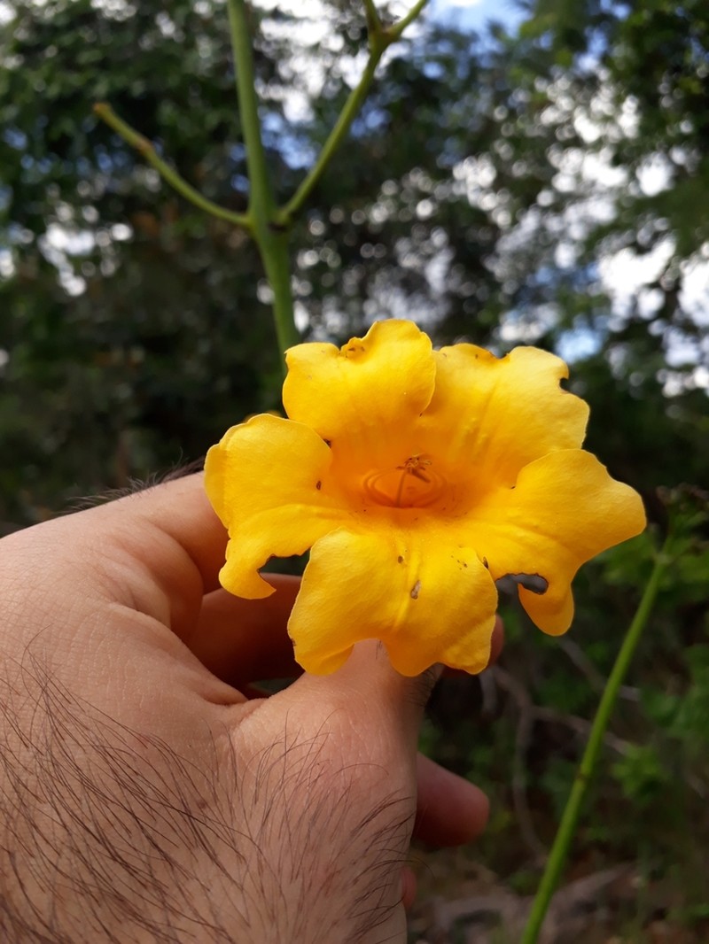 Adenocalymma pedunculatum photo 2