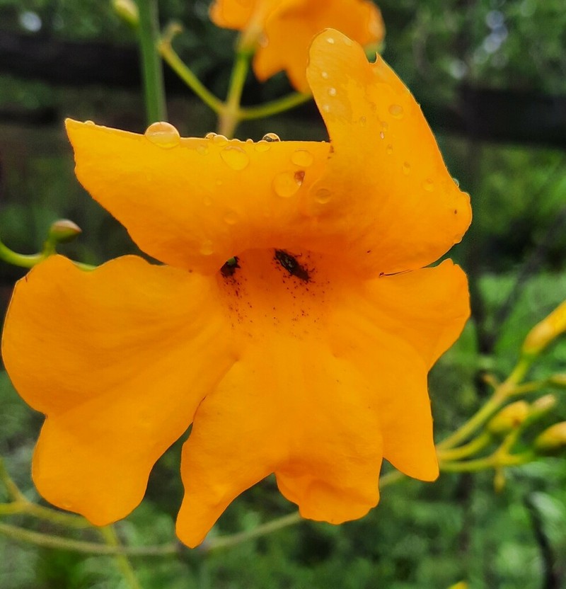 Adenocalymma pedunculatum photo 3
