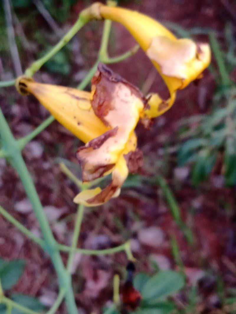 Adenocalymma pedunculatum photo 4
