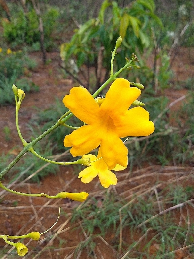 Adenocalymma pedunculatum photo 5