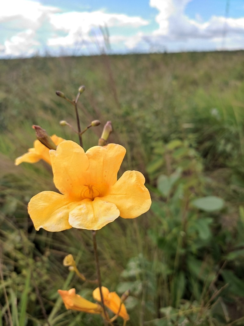 Adenocalymma pedunculatum photo 6