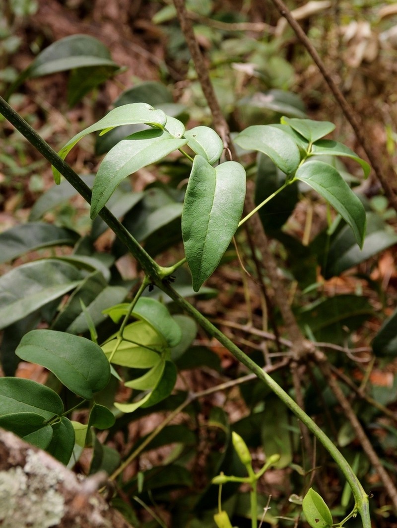 Adenocalymma pedunculatum photo 7