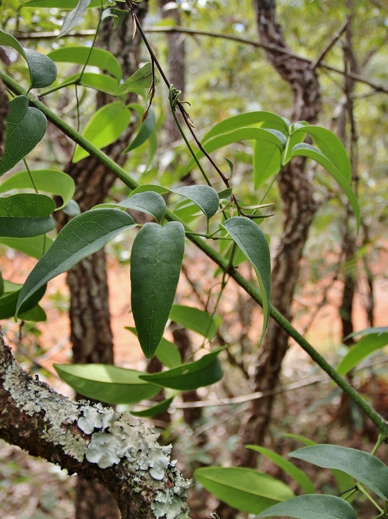 Adenocalymma pedunculatum photo 8