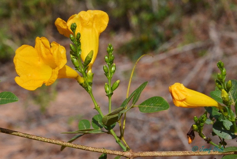 Adenocalymma peregrinum