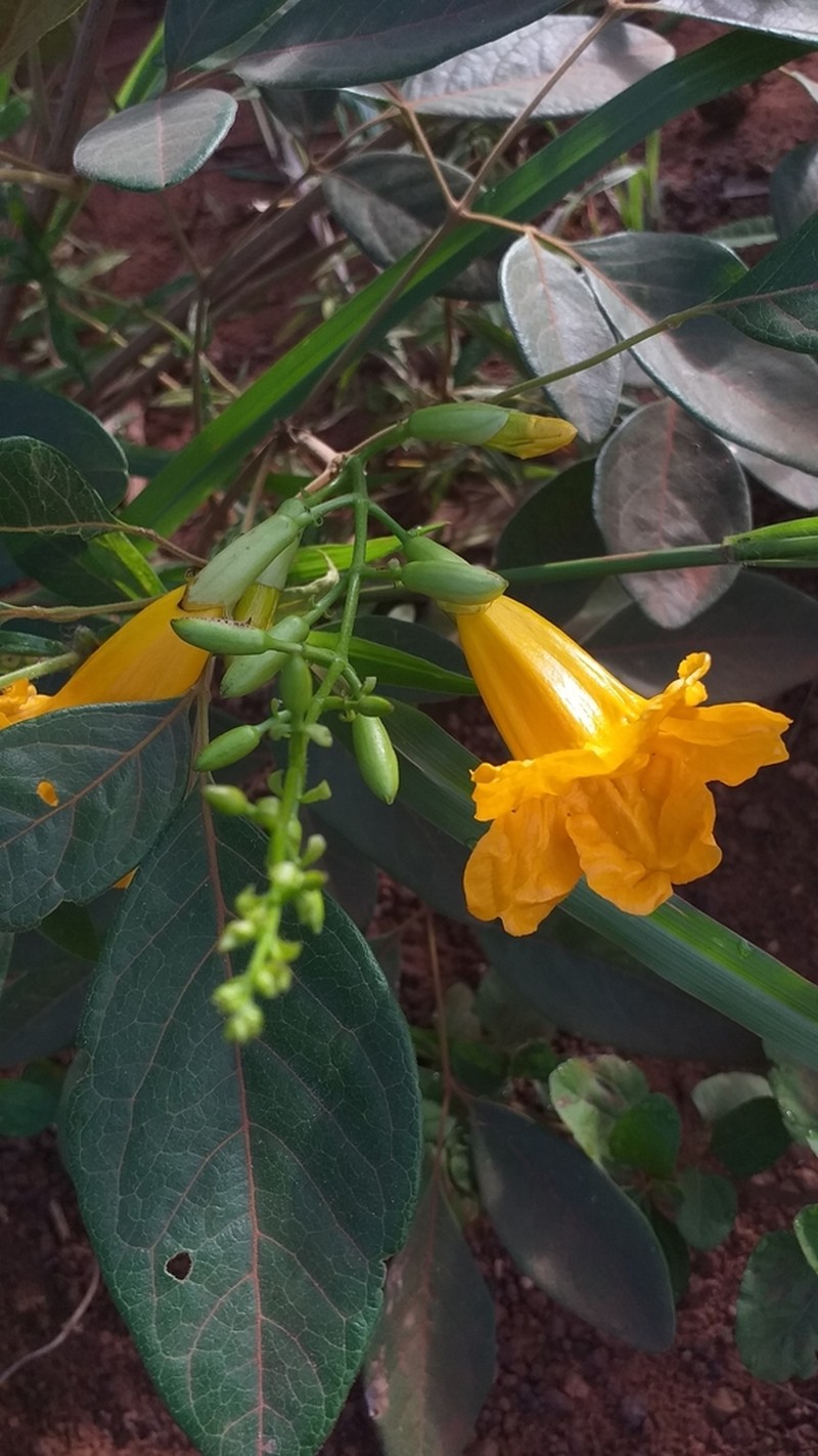 Adenocalymma peregrinum photo 2