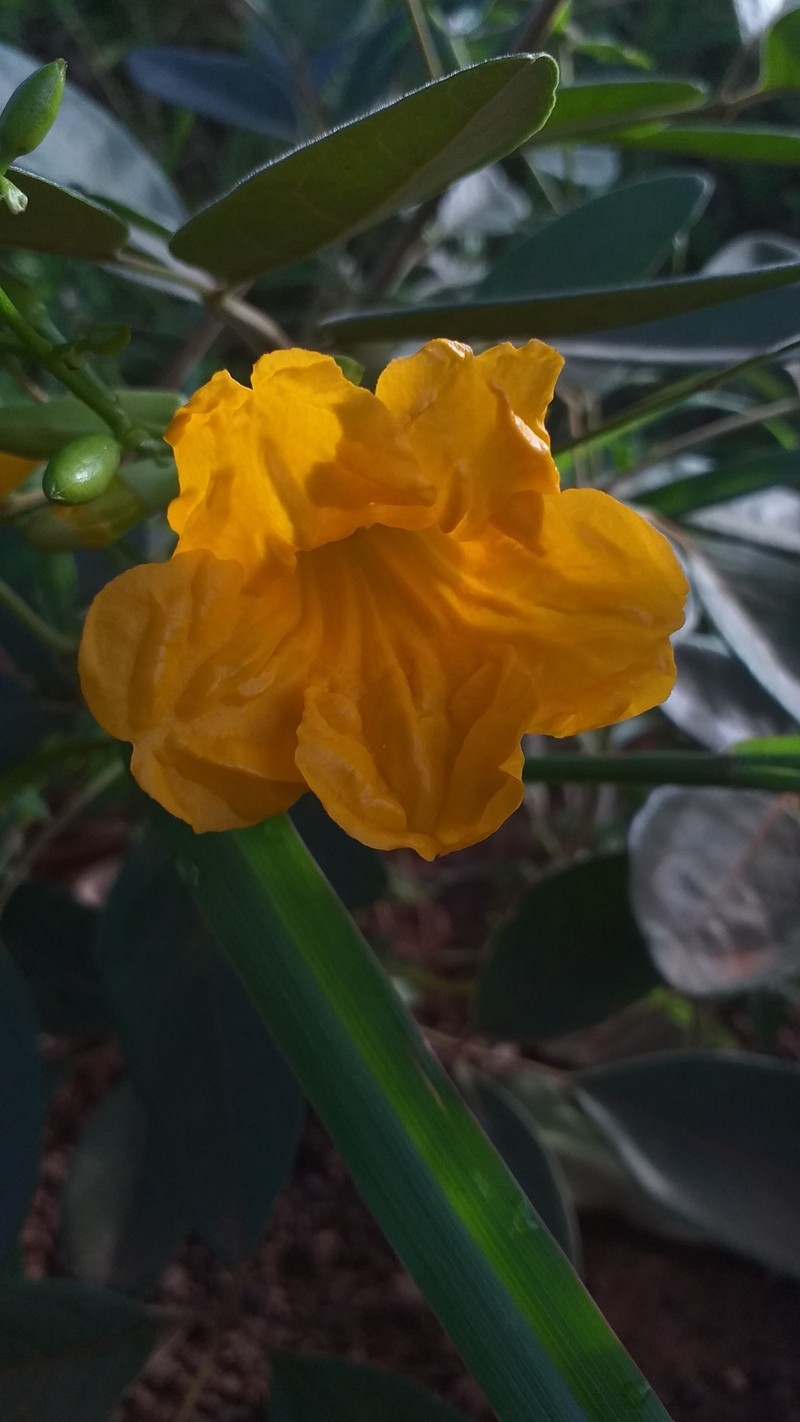 Adenocalymma peregrinum photo 3