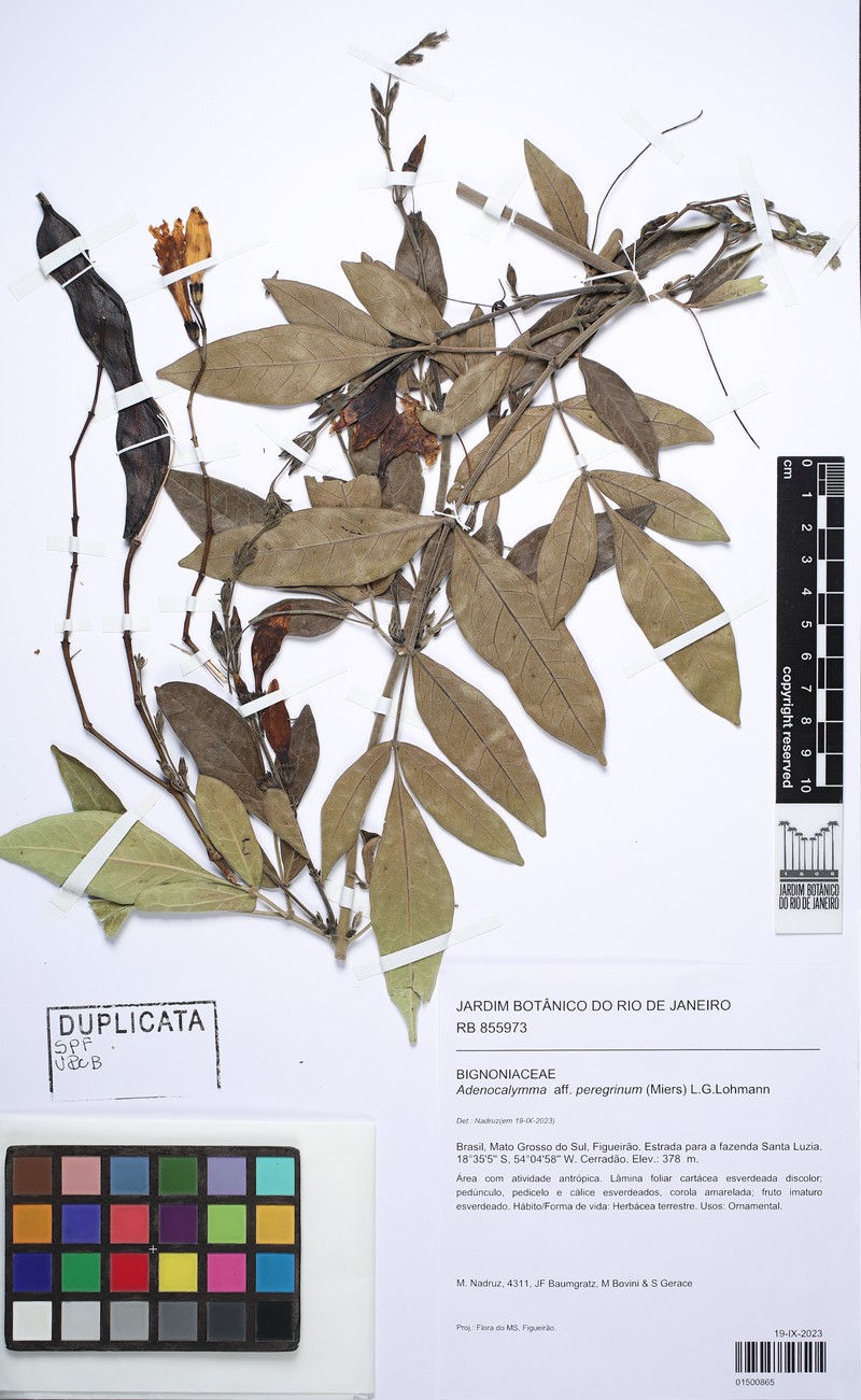 Adenocalymma peregrinum photo 4
