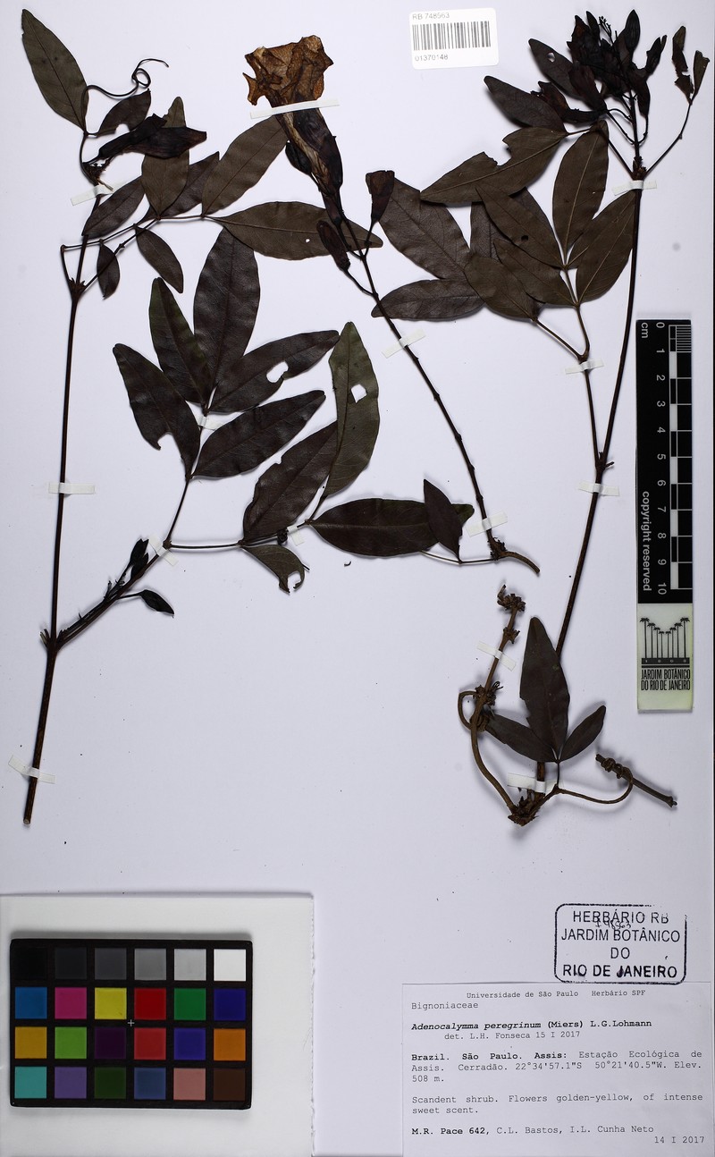 Adenocalymma peregrinum photo 5