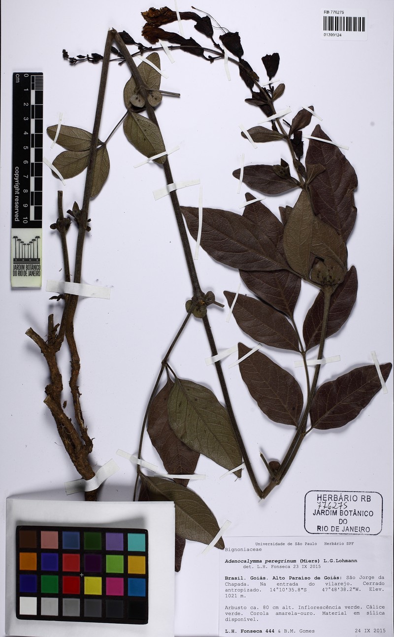 Adenocalymma peregrinum photo 6