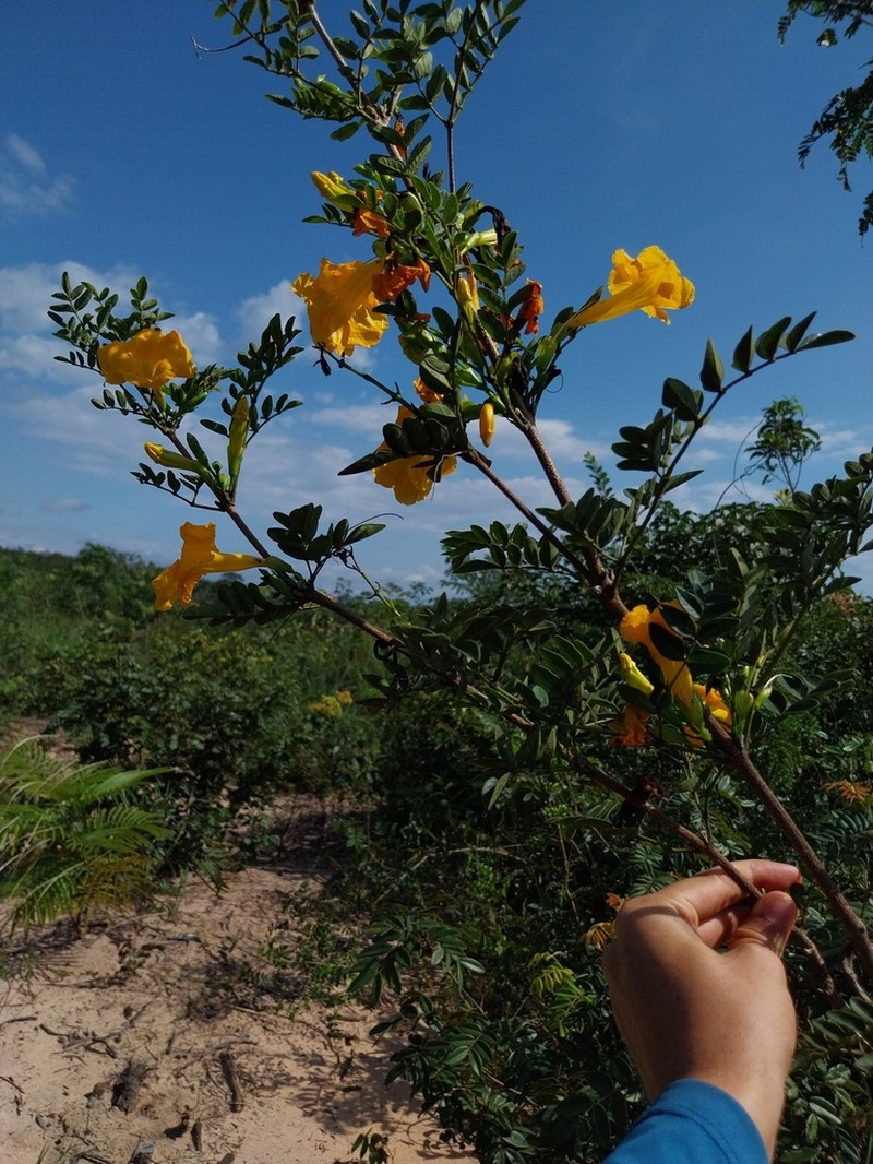 Adenocalymma pubescens