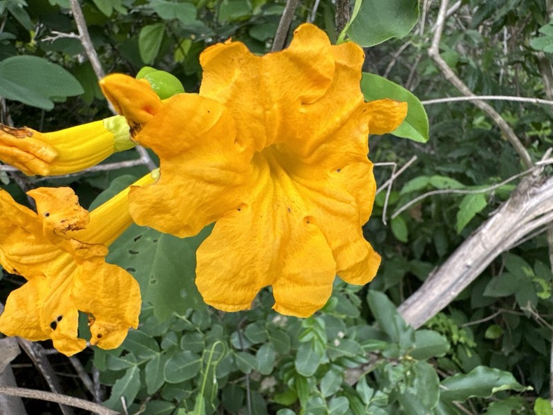 Adenocalymma pubescens photo 2