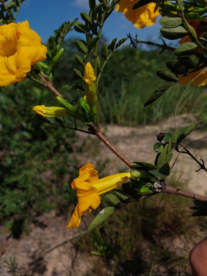 Adenocalymma pubescens photo 3