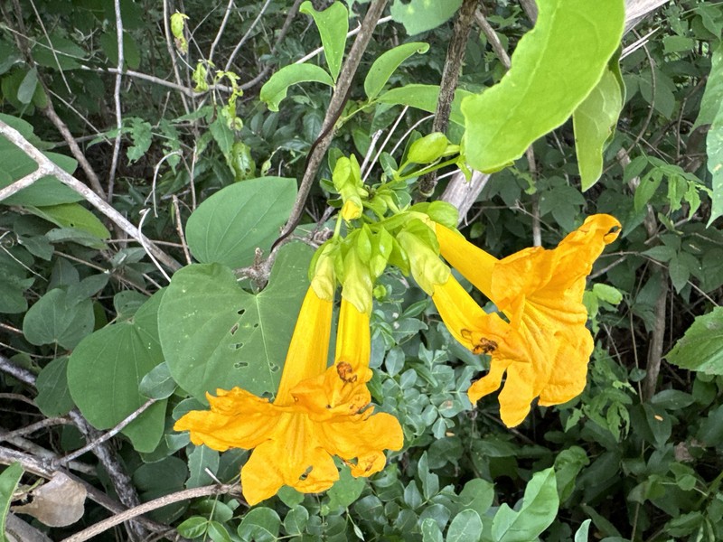 Adenocalymma pubescens photo 4