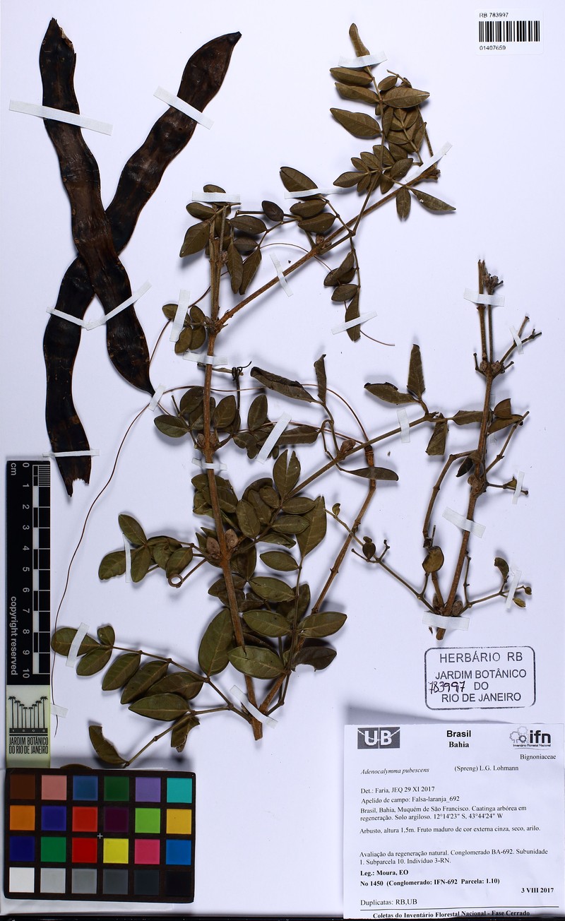 Adenocalymma pubescens photo 5