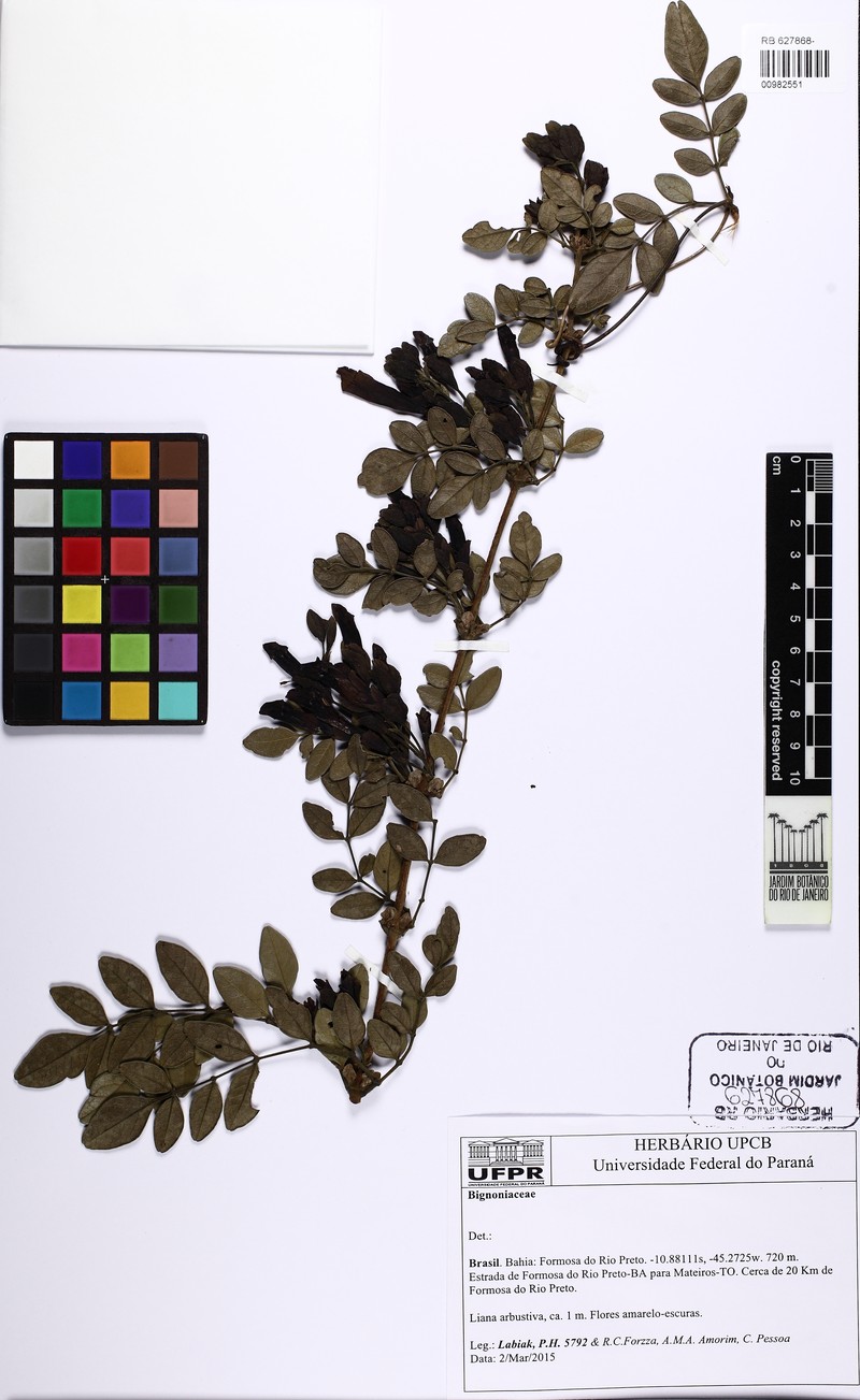 Adenocalymma pubescens photo 6