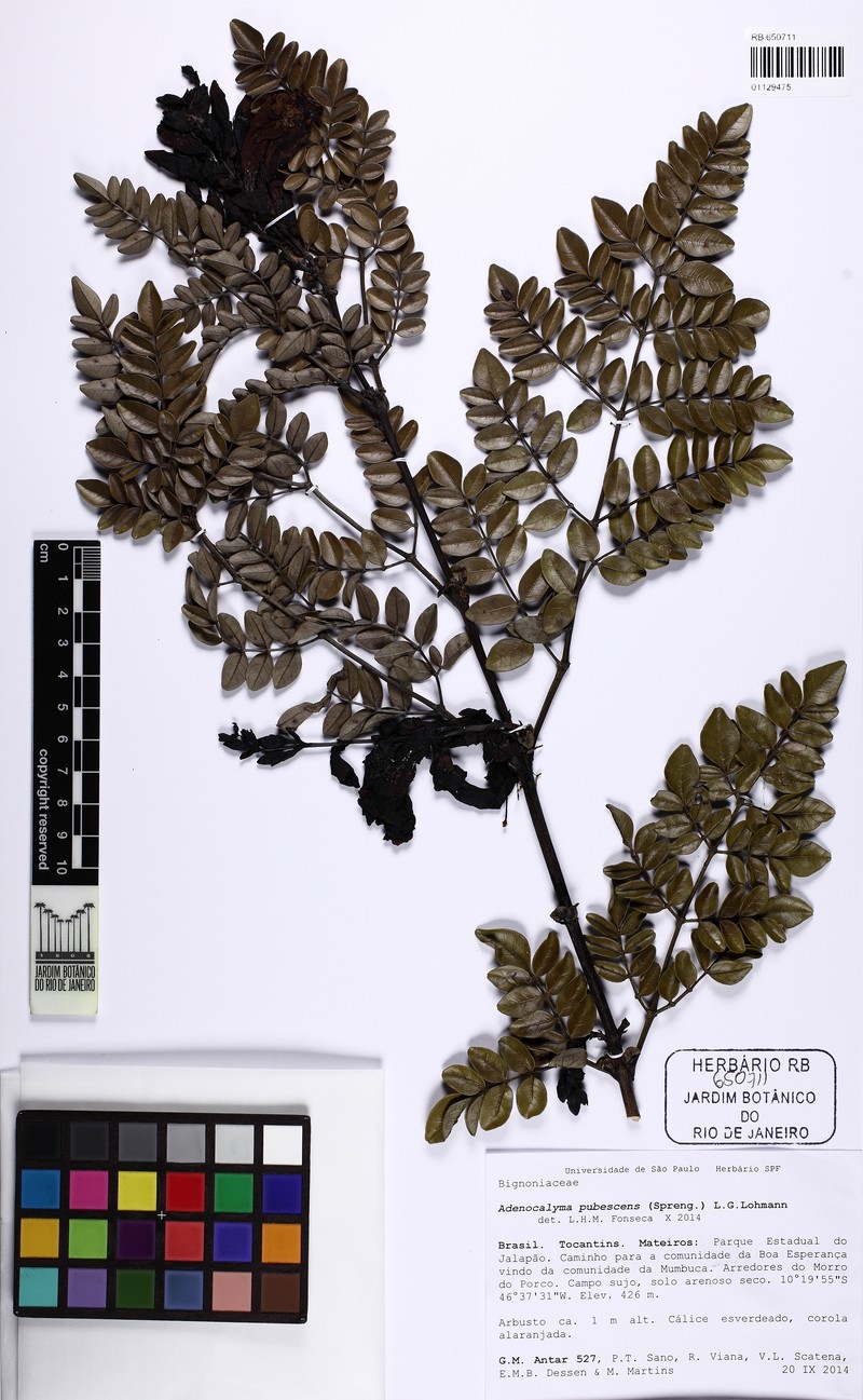 Adenocalymma pubescens photo 7