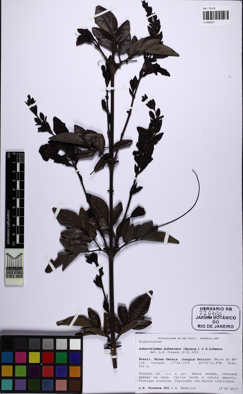 Adenocalymma pubescens photo 8