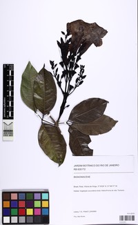 Adenocalymma racemosum