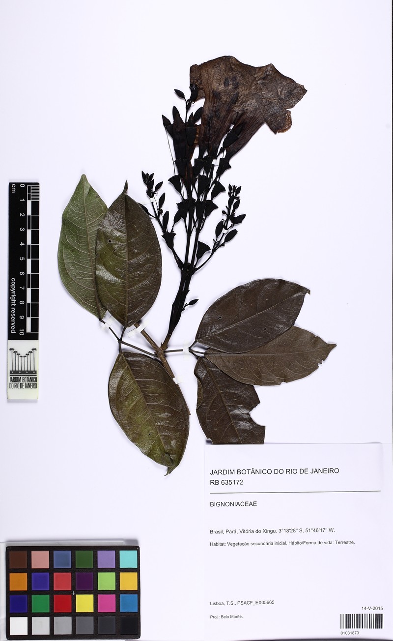 Adenocalymma racemosum