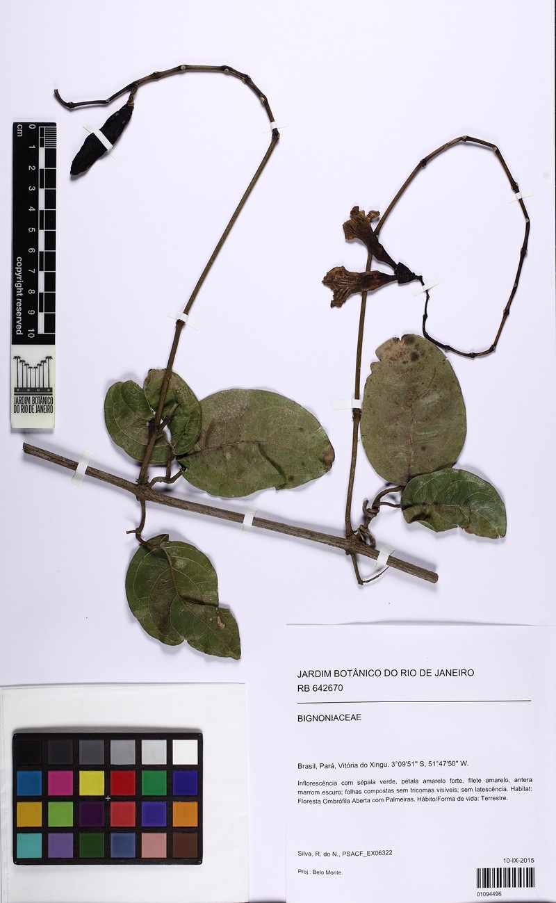 Adenocalymma racemosum photo 2