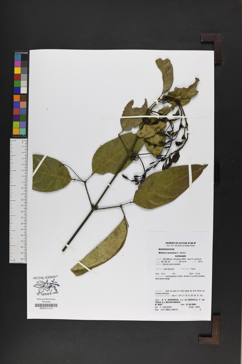 Adenocalymma racemosum photo 3
