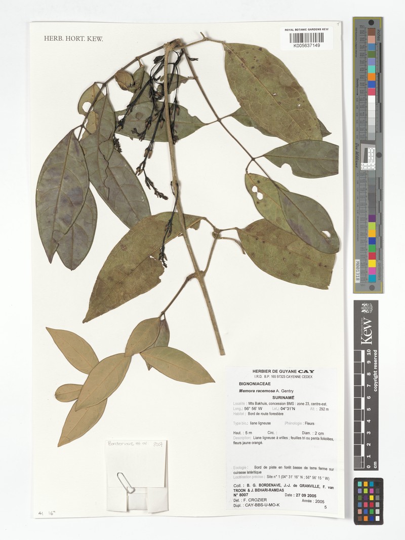 Adenocalymma racemosum photo 4