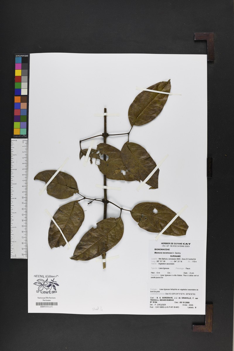Adenocalymma racemosum photo 5