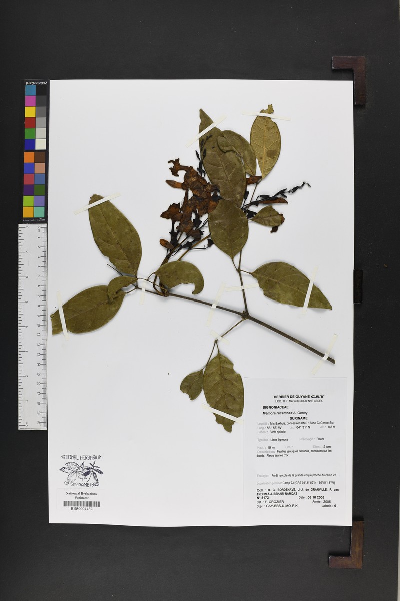 Adenocalymma racemosum photo 6
