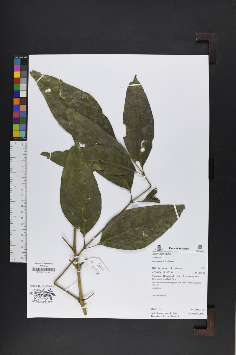 Adenocalymma racemosum photo 7