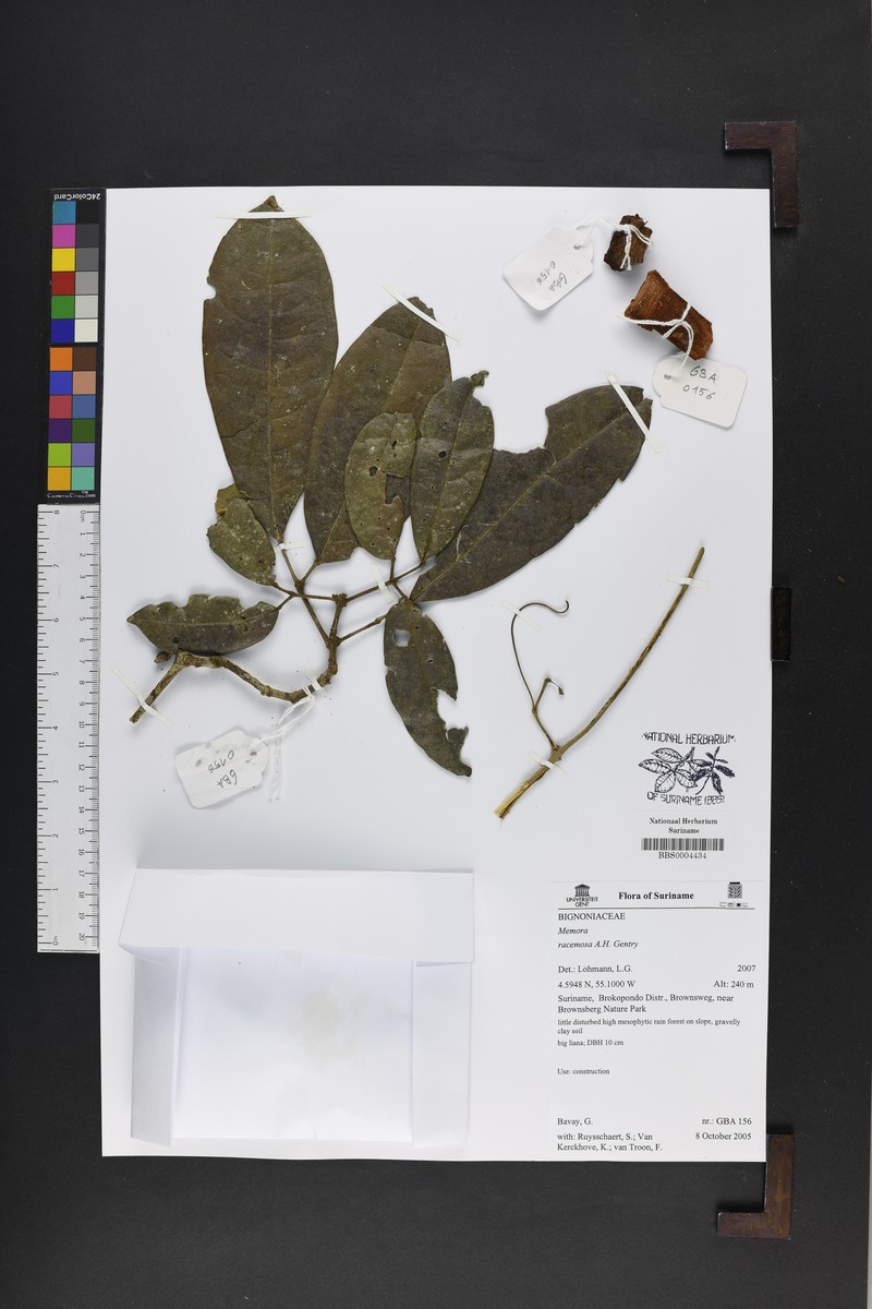 Adenocalymma racemosum photo 8