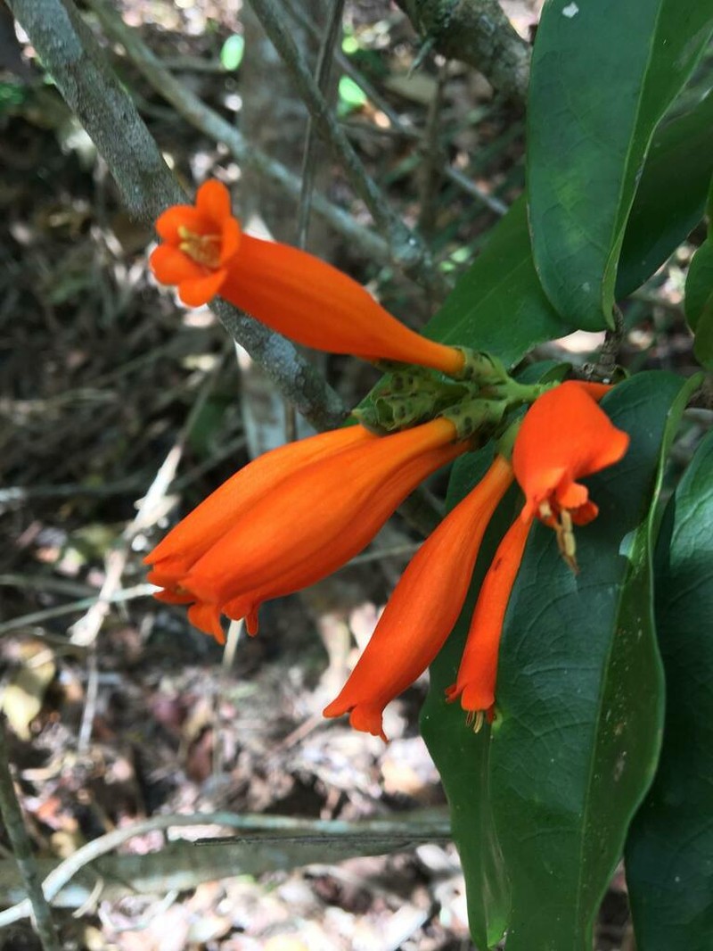 Adenocalymma salmoneum