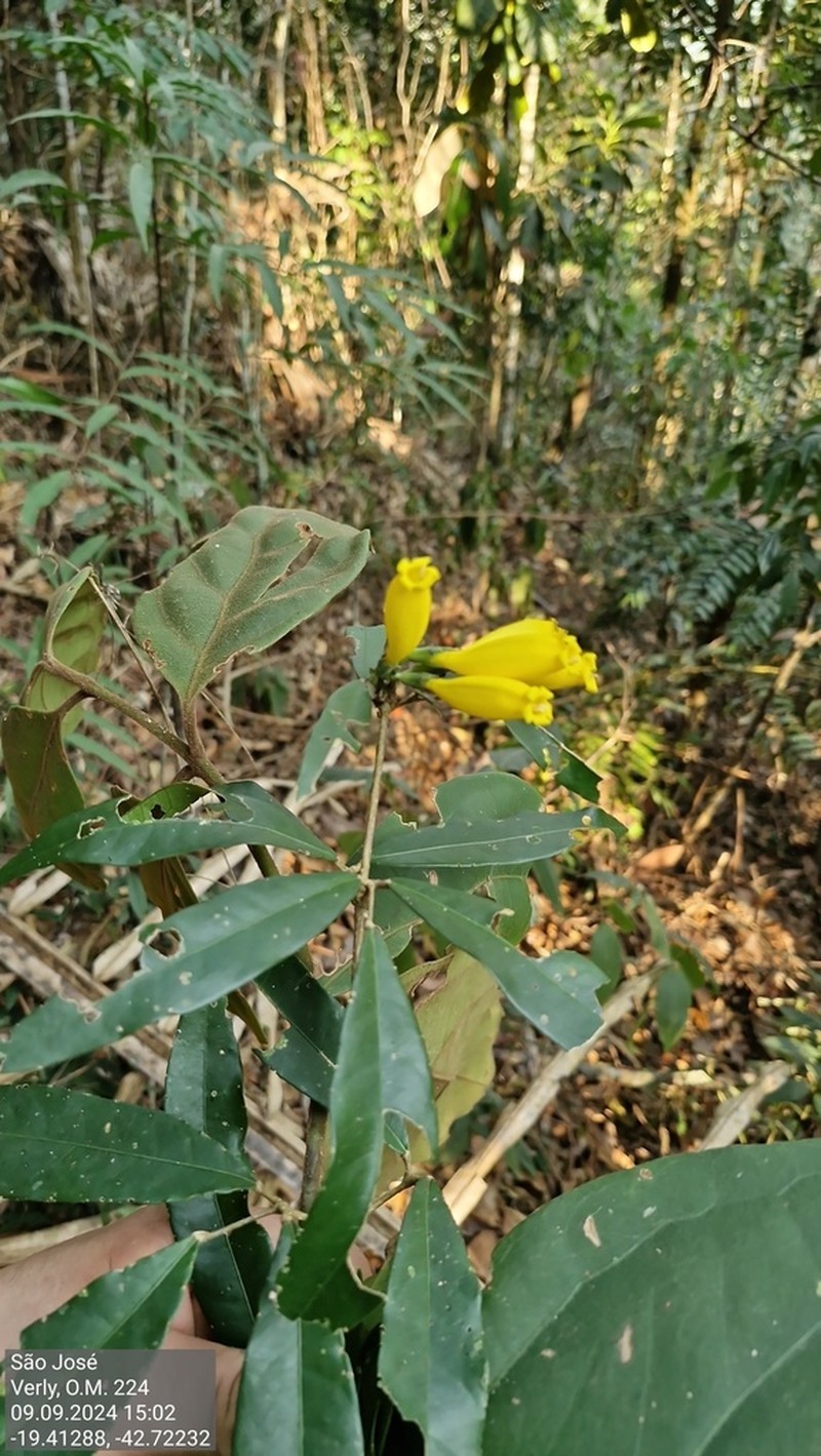 Adenocalymma salmoneum photo 4