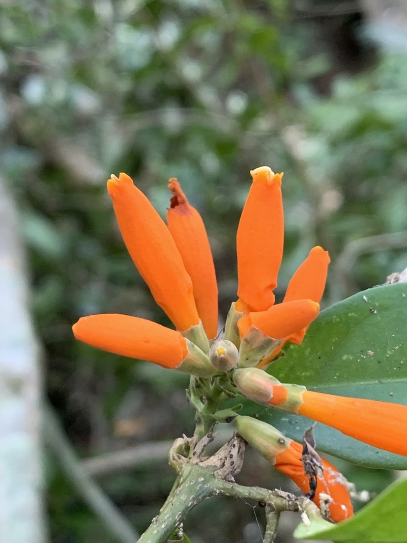 Adenocalymma salmoneum photo 5